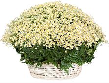 Цветочная композиция из Ромашки в корзине #REPLACE_PRED# Николаевске-на-Амуре
